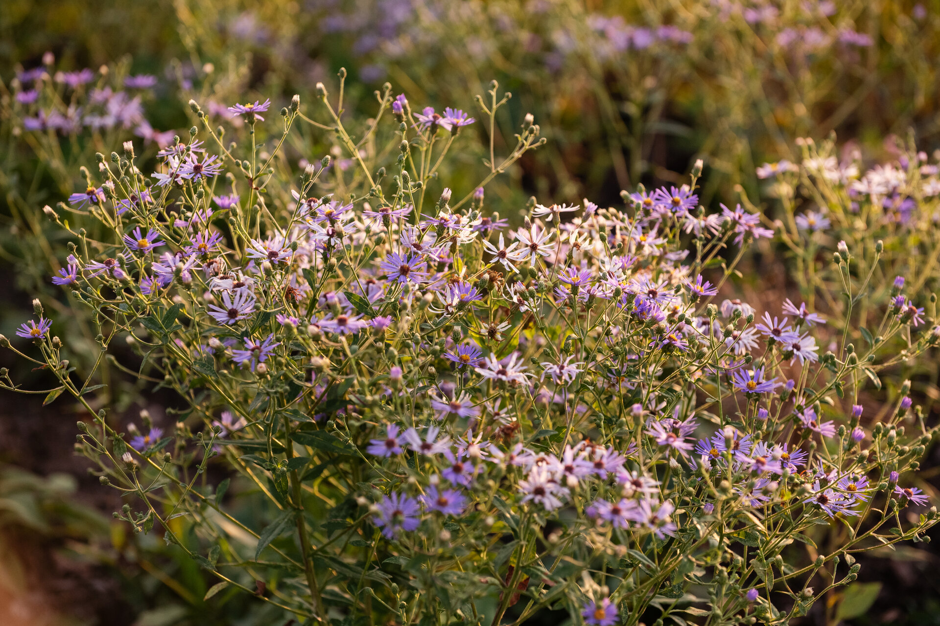 Aster macrophyllus 'Twilight'